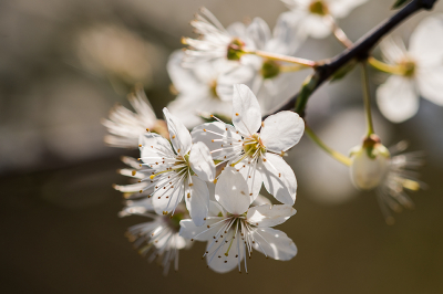 <i class='fa fa-user'></i>&nbsp;Willem Verhagen&nbsp;|  Kerspruim&nbsp; <i class='fa fa-eye'>&nbsp;11</i> &nbsp; <i class='fa fa-comment-o'>&nbsp;0</i>