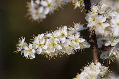 <i class='fa fa-user'></i>&nbsp;Willem Verhagen&nbsp;|  Sleedoorn&nbsp; <i class='fa fa-eye'>&nbsp;3</i> &nbsp; <i class='fa fa-comment-o'>&nbsp;0</i>