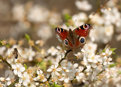 <i class='fa fa-user'></i>&nbsp;Jurgen Maassen&nbsp;|  Dagpauwoog&nbsp; <i class='fa fa-eye'>&nbsp;19</i> &nbsp; <i class='fa fa-comment-o'>&nbsp;0</i>