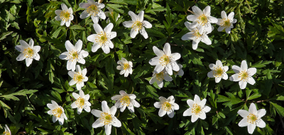 <i class='fa fa-user'></i>&nbsp;guidomwm&nbsp;|  Bosanemoon&nbsp; <i class='fa fa-eye'>&nbsp;5</i> &nbsp; <i class='fa fa-comment-o'>&nbsp;0</i>