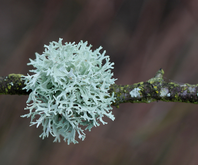 <i class='fa fa-user'></i>&nbsp;Paul Vandebroek&nbsp;|  Eikenmos&nbsp; <i class='fa fa-eye'>&nbsp;11</i> &nbsp; <i class='fa fa-comment-o'>&nbsp;0</i>