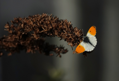 <i class='fa fa-user'></i>&nbsp;nelappelmelk&nbsp;|  Oranjetipje&nbsp; <i class='fa fa-eye'>&nbsp;2</i> &nbsp; <i class='fa fa-comment-o'>&nbsp;0</i>