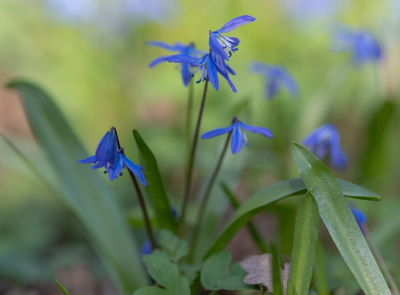 <i class='fa fa-user'></i>&nbsp;Tim Oord&nbsp;|  Oosterse Sterhyacint&nbsp; <i class='fa fa-eye'>&nbsp;15</i> &nbsp; <i class='fa fa-comment-o'>&nbsp;0</i>