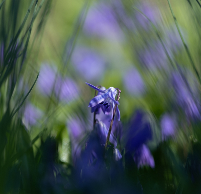 <i class='fa fa-user'></i>&nbsp;Tim Oord&nbsp;|  Oosterse Sterhyacint&nbsp; <i class='fa fa-eye'>&nbsp;3</i> &nbsp; <i class='fa fa-comment-o'>&nbsp;0</i>