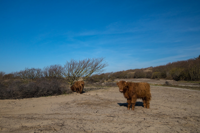 <i class='fa fa-user'></i>&nbsp;Willem Verhagen&nbsp;|  Schotse Hooglander&nbsp; <i class='fa fa-eye'>&nbsp;28</i> &nbsp; <i class='fa fa-comment-o'>&nbsp;0</i>