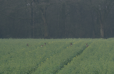 <i class='fa fa-user'></i>&nbsp;Jurgen Maassen&nbsp;|  Ree&nbsp; <i class='fa fa-eye'>&nbsp;49</i> &nbsp; <i class='fa fa-comment-o'>&nbsp;3</i>