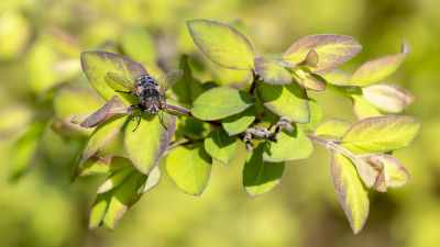 <i class='fa fa-user'></i>&nbsp;Martin Verbeeten&nbsp;|  Pollenia sp.&nbsp; <i class='fa fa-eye'>&nbsp;20</i> &nbsp; <i class='fa fa-comment-o'>&nbsp;0</i>