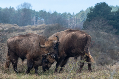 <i class='fa fa-user'></i>&nbsp;Eef Kieft&nbsp;|  Wisent&nbsp; <i class='fa fa-eye'>&nbsp;22</i> &nbsp; <i class='fa fa-comment-o'>&nbsp;1</i>