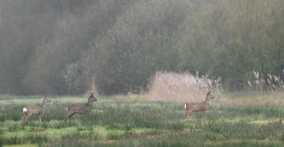 <i class='fa fa-user'></i>&nbsp;Eric Gibcus&nbsp;|  Ree&nbsp; <i class='fa fa-eye'>&nbsp;11</i> &nbsp; <i class='fa fa-comment-o'>&nbsp;0</i>