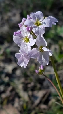 <i class='fa fa-user'></i>&nbsp;guidomwm&nbsp;|  Pinksterbloem&nbsp; <i class='fa fa-eye'>&nbsp;10</i> &nbsp; <i class='fa fa-comment-o'>&nbsp;0</i>