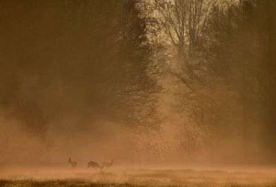 <i class='fa fa-user'></i>&nbsp;robert-jan&nbsp;|  Ree&nbsp; <i class='fa fa-eye'>&nbsp;5</i> &nbsp; <i class='fa fa-comment-o'>&nbsp;0</i>