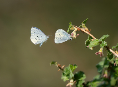 Afgelopen zaterdag, tijdens een wandeling met een maatje, zagen we opvallend veel Boomblauwtjes.

Deze 2 hadden het regelmatig met elkaar aan de stok, vaak op hetzelfde plekje waar ze graag terugkeren. Dat gaf mogelijkheden tot actie- c.q. vluchtbeelden.

Een uitdaging, maar de voldoening is des te groter als het dan lukt.

Sony A7IV + 200-600, uit de hand.
