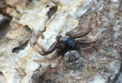 <i class='fa fa-user'></i>&nbsp;Jovanzo&nbsp;|  Platte Krabspin&nbsp; <i class='fa fa-eye'>&nbsp;12</i> &nbsp; <i class='fa fa-comment-o'>&nbsp;1</i>