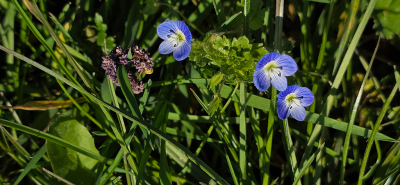 <i class='fa fa-user'></i>&nbsp;guidomwm&nbsp;|  Grote Ereprijs&nbsp; <i class='fa fa-eye'>&nbsp;6</i> &nbsp; <i class='fa fa-comment-o'>&nbsp;0</i>