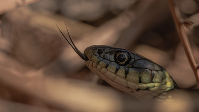 <i class='fa fa-user'></i>&nbsp;daan de vos&nbsp;|  Ringslang&nbsp; <i class='fa fa-eye'>&nbsp;13</i> &nbsp;<i class='fa fa-thumbs-up'>&nbsp;1</i> &nbsp; <i class='fa fa-comment-o'>&nbsp;1</i>