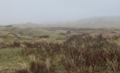 <i class='fa fa-user'></i>&nbsp;Tineke Strijbosch&nbsp;|  Duinlandschap&nbsp; <i class='fa fa-eye'>&nbsp;10</i> &nbsp; <i class='fa fa-comment-o'>&nbsp;1</i>