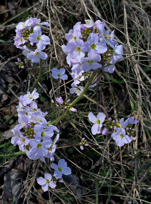 <i class='fa fa-user'></i>&nbsp;guidomwm&nbsp;|  Pinksterbloem&nbsp; <i class='fa fa-eye'>&nbsp;4</i> &nbsp; <i class='fa fa-comment-o'>&nbsp;0</i>