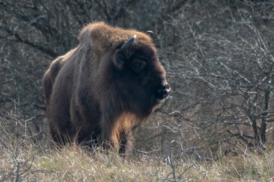 <i class='fa fa-user'></i>&nbsp;Eef Kieft&nbsp;|  Wisent&nbsp; <i class='fa fa-eye'>&nbsp;12</i> &nbsp; <i class='fa fa-comment-o'>&nbsp;0</i>