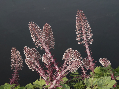 <i class='fa fa-user'></i>&nbsp;ko katsman&nbsp;|  Groot Hoefblad&nbsp; <i class='fa fa-eye'>&nbsp;14</i> &nbsp; <i class='fa fa-comment-o'>&nbsp;0</i>