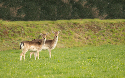 <i class='fa fa-user'></i>&nbsp;Truus Aletta Maan&nbsp;|  Damhert&nbsp; <i class='fa fa-eye'>&nbsp;11</i> &nbsp; <i class='fa fa-comment-o'>&nbsp;0</i>