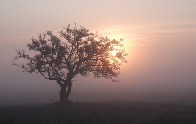 <i class='fa fa-user'></i>&nbsp;nelappelmelk&nbsp;|  Boom in de mist&nbsp; <i class='fa fa-eye'>&nbsp;19</i> &nbsp;<i class='fa fa-thumbs-up'>&nbsp;4</i> &nbsp; <i class='fa fa-comment-o'>&nbsp;4</i>