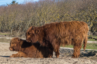 <i class='fa fa-user'></i>&nbsp;Willem Verhagen&nbsp;|  Schotse Hooglander&nbsp; <i class='fa fa-eye'>&nbsp;9</i> &nbsp; <i class='fa fa-comment-o'>&nbsp;0</i>
