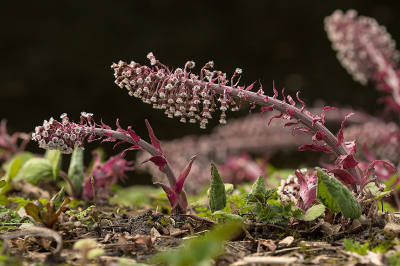 <i class='fa fa-user'></i>&nbsp;Willem Verhagen&nbsp;|  Groot Hoefblad&nbsp; <i class='fa fa-eye'>&nbsp;9</i> &nbsp; <i class='fa fa-comment-o'>&nbsp;0</i>