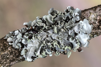 <i class='fa fa-user'></i>&nbsp;Johan van Gurp&nbsp;|  Groot Schildmos&nbsp; <i class='fa fa-eye'>&nbsp;2</i> &nbsp; <i class='fa fa-comment-o'>&nbsp;0</i>