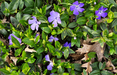 <i class='fa fa-user'></i>&nbsp;guidomwm&nbsp;|  Kleine Maagdenpalm&nbsp; <i class='fa fa-eye'>&nbsp;27</i> &nbsp; <i class='fa fa-comment-o'>&nbsp;6</i>