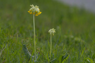 <i class='fa fa-user'></i>&nbsp;Willem Verhagen&nbsp;|  Gulden Sleutelbloem&nbsp; <i class='fa fa-eye'>&nbsp;13</i> &nbsp; <i class='fa fa-comment-o'>&nbsp;1</i>