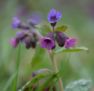 <i class='fa fa-user'></i>&nbsp;Tim Oord&nbsp;|  Gevlekt Longkruid&nbsp; <i class='fa fa-eye'>&nbsp;29</i> &nbsp; <i class='fa fa-comment-o'>&nbsp;6</i>