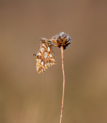 Afgelopen zondag op diverse plekken geweest voor vogels maar ook voor vlinders o.a. deze mooie soort. Na ongeveer anderhalf uur zoeken hadden we eigenlijk al de moed opgegeven, totdat een maatje hem vond.

Zat op te warmen na een koude nacht (-3 grd.) en was bedekt met dauwdruppels.

Het gaat dus niet altijd zo gemakkelijk zoals het wellicht soms uitziet. Hoe dan ook, de missie en dag waren geslaagd.

Uit de hand genomen.