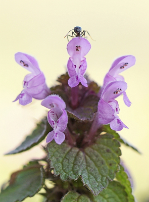 Nature picture: 1. Paarse Dovenetel