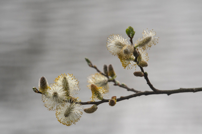 <i class='fa fa-user'></i>&nbsp;Eef Kieft&nbsp;|  Grauwe wilg&nbsp; <i class='fa fa-eye'>&nbsp;5</i> &nbsp; <i class='fa fa-comment-o'>&nbsp;0</i>