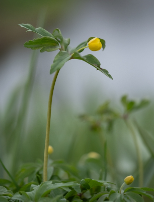 <i class='fa fa-user'></i>&nbsp;Tim Oord&nbsp;|  Gele Anemoon&nbsp; <i class='fa fa-eye'>&nbsp;34</i> &nbsp;<i class='fa fa-thumbs-up'>&nbsp;1</i> &nbsp; <i class='fa fa-comment-o'>&nbsp;2</i>