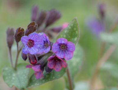 <i class='fa fa-user'></i>&nbsp;Tim Oord&nbsp;|  Gevlekt Longkruid&nbsp; <i class='fa fa-eye'>&nbsp;27</i> &nbsp;<i class='fa fa-thumbs-up'>&nbsp;2</i> &nbsp; <i class='fa fa-comment-o'>&nbsp;0</i>