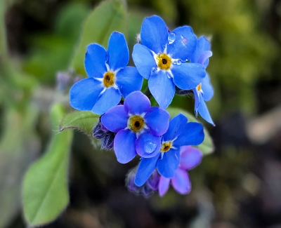 heel vroeg in de morgen voor een sneeuwbui nog eens langs deze bloemetjes gelopen en een aantal opnamen gemaakt. Later zag ik ze ook elders in verband met iets andere route dan gewoonlijk.
