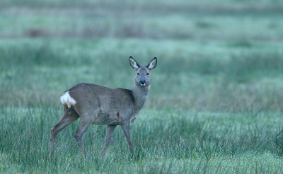 <i class='fa fa-user'></i>&nbsp;Eric Gibcus&nbsp;|  Ree&nbsp; <i class='fa fa-eye'>&nbsp;22</i> &nbsp; <i class='fa fa-comment-o'>&nbsp;1</i>