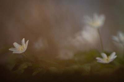 <i class='fa fa-user'></i>&nbsp;Jurgen Maassen&nbsp;|  Bosanemoon&nbsp; <i class='fa fa-eye'>&nbsp;20</i> &nbsp;<i class='fa fa-thumbs-up'>&nbsp;1</i> &nbsp; <i class='fa fa-comment-o'>&nbsp;2</i>