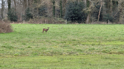 In deze omgeving zat vaak wild maar de laatste maanden minder. Er wordt gezegd dat de wolf daar ook aanwezig is. Deze ree keek mij kalm aan maar ik bleef uiteraard op afstand.
