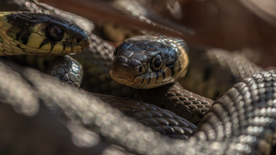 Nature picture: 1. Ringslang