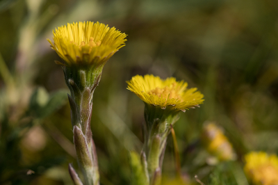 <i class='fa fa-user'></i>&nbsp;Willem Verhagen&nbsp;|  Klein Hoefblad&nbsp; <i class='fa fa-eye'>&nbsp;16</i> &nbsp; <i class='fa fa-comment-o'>&nbsp;0</i>