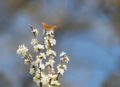 Ik zag een oranje vlinder landen in de top van een boompje, boven op de bloesem. Kersen volgens mij (ben geen echte planten/bloemen/bomen kenner).

Paar stappen naar achteren gemaakt zodat ik niet te zeer omhoog moest fotograferen. Dat was al genoeg en de achtergrond paste er ook nog eens perfect bij.

Uit de hand op 600mm, ik schat op een meter of 6 afstand.