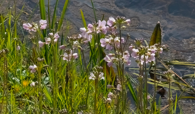 <i class='fa fa-user'></i>&nbsp;guidomwm&nbsp;|  Pinksterbloem&nbsp; <i class='fa fa-eye'>&nbsp;28</i> &nbsp; <i class='fa fa-comment-o'>&nbsp;0</i>