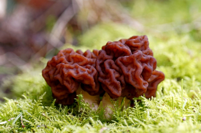 <i class='fa fa-user'></i>&nbsp;Jelle Bakker&nbsp;|  Voorjaarskluifzwam&nbsp; <i class='fa fa-eye'>&nbsp;4</i> &nbsp; <i class='fa fa-comment-o'>&nbsp;0</i>