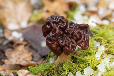 <i class='fa fa-user'></i>&nbsp;Jelle Bakker&nbsp;|  Voorjaarskluifzwam&nbsp; <i class='fa fa-eye'>&nbsp;4</i> &nbsp; <i class='fa fa-comment-o'>&nbsp;0</i>