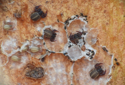 <i class='fa fa-user'></i>&nbsp;Jovanzo&nbsp;|  Plataanpseudoschorpioen&nbsp; <i class='fa fa-eye'>&nbsp;22</i> &nbsp; <i class='fa fa-comment-o'>&nbsp;1</i>