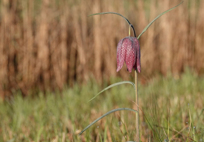 Het zijn er nog niet veel maar de eerste kievitsbloemen bloeien weer langs de oevers van de Nieuwe Wetering in Zwolle waar ze ieder jaar als eerste staan. Het was erg koud vanmorgen en deze bloem is nog bevroren.