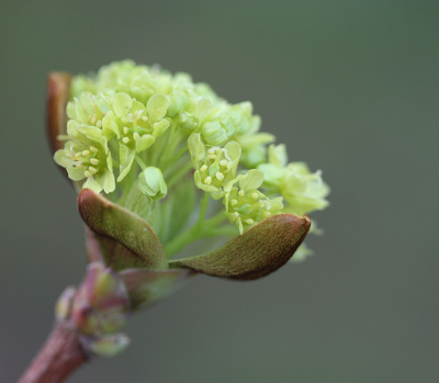 <i class='fa fa-user'></i>&nbsp;Paul Vandebroek&nbsp;|  Noorse Esdoorn&nbsp; <i class='fa fa-eye'>&nbsp;9</i> &nbsp; <i class='fa fa-comment-o'>&nbsp;1</i>