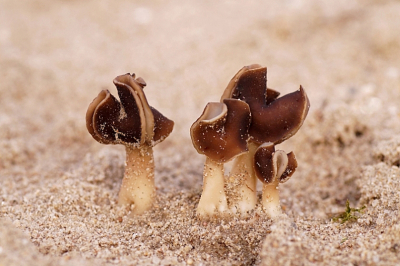 <i class='fa fa-user'></i>&nbsp;Jelle Bakker&nbsp;|  Nonnenkapkluifzwam&nbsp; <i class='fa fa-eye'>&nbsp;11</i> &nbsp; <i class='fa fa-comment-o'>&nbsp;0</i>